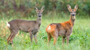 Zwei junge Rehe, die in einer grasbewachsenen Wiese stehen und in die Kamera schauen. — Deerling Wallpaper