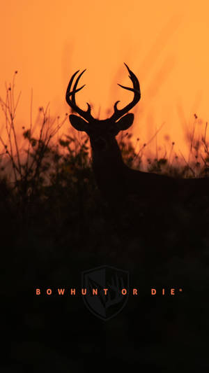 Silhouetted deer with antlers at sunset in tall grass