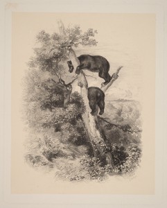 Deux Ours by Karl Bodmer, in etching. Download this artwork as a high-resolution wallpaper for desktop, tablet, or mobile. — Karl Bodmer Wallpaper