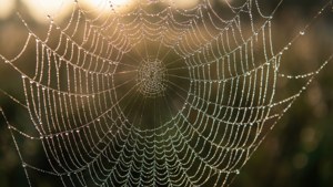 Macro dauwdruppel spinnenweb behang in gouden licht