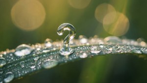 Um papel de parede de macrofotografia de uma gota de orvalho em forma de ponto de interrogação numa folha, sereno e natural.