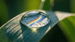 Makro close-up dari tetes embun di daun dengan pelangi di dalamnya, wallpaper alam yang tenang