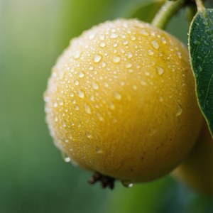 Makro buah nance dengan tetesan embun pagi di kulitnya.