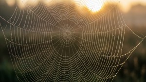 Macro gros plan d'une toile d'araignée couverte de gouttes de rosée matinale.