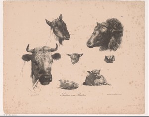 Dierenkoppen by Huib van Hove Bz, created 1827 - in or before 1867, in paper; lithography. Download this artwork as a high-resolution wallpaper for desktop, tab — Huib van Hove Bz Wallpaper