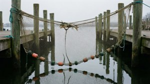 Et fiskegarn hengende på en brygge med speillignende vannrefleksjoner.