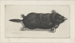 Dode mol by Wenceslaus Hollar, created 1646, in paper; etching. Download this artwork as a high-resolution wallpaper for desktop, tablet, or mobile. — Painting Picture
