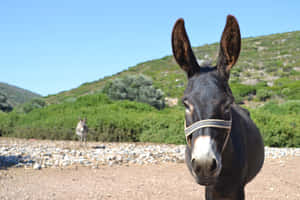 A dark donkey with a white muzzle and bridle stands in a gravel field with green hills behind it. — Mule Picture