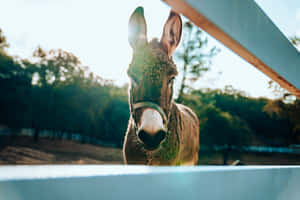 A donkey looks over a white fence in a sunny outdoor setting with trees behind. — Mule Picture