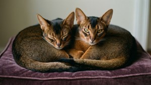 Två Sokoke-katter delar en mysig stund på en kudde, förenade i sällskap.