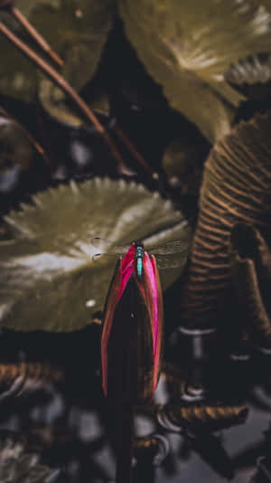 Dragonfly resting on a pink lotus bud surrounded by green lily pads. — Blue Dragonfly Picture