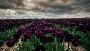 Een veld met Johann Baptist Pfitzer-tulpen onder een dramatische bewolkte lucht, landschapsachtergrond.