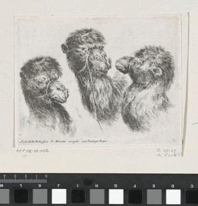 Drie kamelenkoppen by Stefano della Bella, created 1620 - 1664, in paper; etching. Download this artwork as a high-resolution wallpaper for desktop, tablet, or — Stefano della Bella Wallpaper
