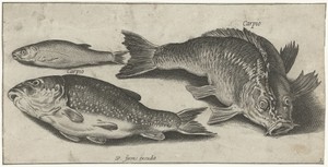 Drie karpers by Pierre Firens, created 1600 - 1638, in paper; engraving. Download this artwork as a high-resolution wallpaper for desktop, tablet, or mobile. — Pierre Firens Wallpaper