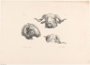 Drie ramskoppen by Roelof van der Meulen, created 1820 - 1833, in paper; lithography. Download this artwork as a high-resolution wallpaper for desktop, tablet, — Roelof van der Meulen Wallpaper