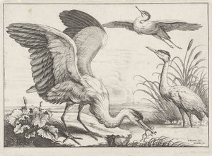 Drie reigers by Wenceslaus Hollar, created 1654 - 1662, in paper; etching. Download this artwork as a high-resolution wallpaper for desktop, tablet, or mobile. — Painting Picture