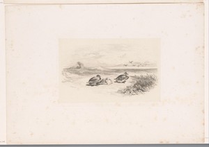 Drie rustende eenden by Karl Bodmer, created 1847, in paper; chine collé; etching; roulette. Download this artwork as a high-resolution wallpaper for desktop, t — Karl Bodmer Wallpaper