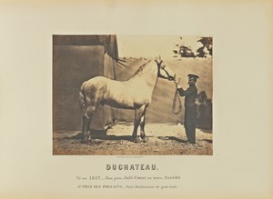 Duchateau by Adrien Alban Tournachon, created 1860. Download this artwork as a high-resolution wallpaper for desktop, tablet, or mobile. — Adrien Alban Tournachon Wallpaper