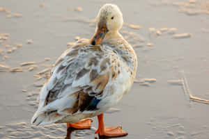 Eine Ente, die ihre Federn an einem nassen Sandstrand zur goldenen Stunde putzt. — Ducky Wallpaper