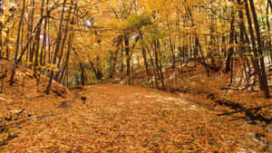 Winding forest trail covered in golden autumn leaves under dappled sunlight.