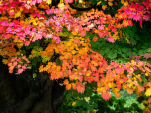 A tree with brilliant red orange and yellow autumn leaves against green background