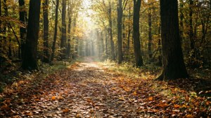 En rolig skovsti, det bedste sted at komme i kontakt med naturen