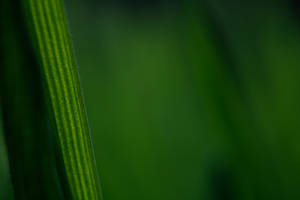 Close-up of a green grass blade with visible veins and blurred background.
