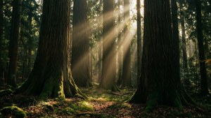 Mystinen Georg Primavesi -metsämaisema, jossa auringonsäteet suodattuvat korkeiden puiden läpi.