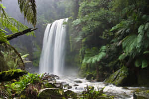 A waterfall flows through a dense green forest with ferns and mossy rocks. — Environment Picture
