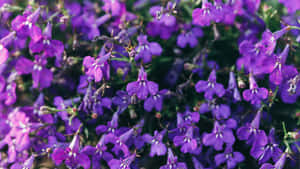 Fioritura Floreale Viola