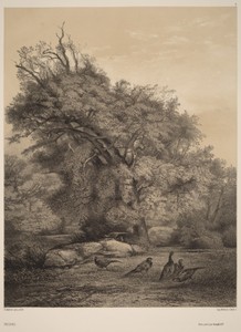 Faisans by Karl Bodmer, in chiaroscuro lithograph. Download this artwork as a high-resolution wallpaper for desktop, tablet, or mobile. — Art Picture