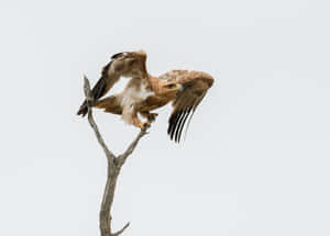 Golden eagle perched on a bare branch against a pale sky — Batman Cartoon Picture