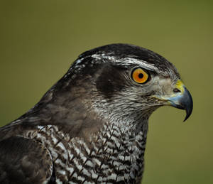 Close-up of a hawk's head showing detailed feathers and piercing yellow eyes.