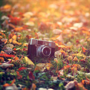Cámara vintage tumbada en hojas de otoño sobre el césped con luz solar dorada. — Estética de otoño Fondos de pantalla