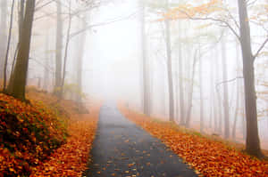 A winding forest path covered in orange leaves under a thick mist. — The Fall Wallpaper