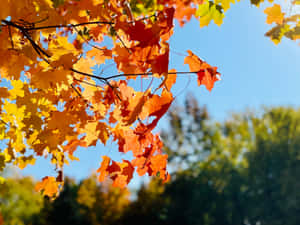 Bright autumn maple leaves hanging against a clear blue sky. — The Fall Wallpaper