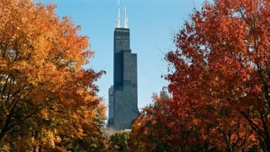 Willis Tower eingerahmt von Herbstlaub