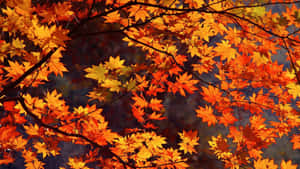 Närbild av glödande höstlönnlöv mot en mörk himmel. — Fall bakgrund Bakgrundsbilder
