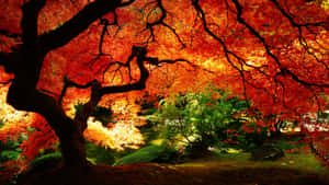 A vibrant autumn maple tree with red leaves frames a tranquil garden pond. — Red Tree Wallpaper
