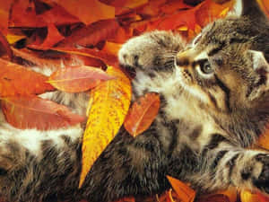 A tabby kitten nestled in colorful autumn leaves looking up.