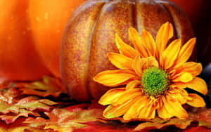 Orange tusensköna och pumpa på höstlöv för höstdekoration. — Fall bakgrund Bakgrundsbilder