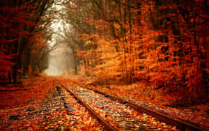 Fall Leaf Background