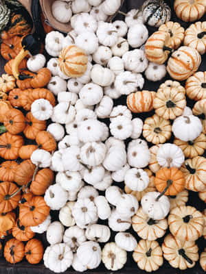 Fall Pumpkin