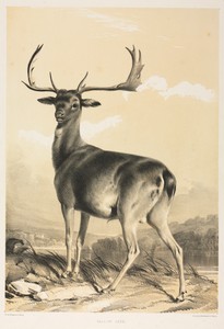 Fallow Deer by William Barraud, created 1826–50, in lithograph with black and beige tint stone. Download this artwork as a high-resolution wallpaper for desktop — William Barraud Wallpaper