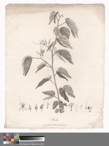 Farek by James Heath, in Etching and engraving on medium, slightly textured, cream wove paper. Download this artwork as a high-resolution wallpaper for desktop, — James Heath Wallpaper