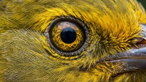 Abstracto macro de un ojo y plumas amarillas de pájaro.