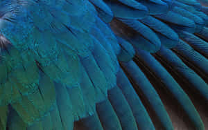 Close-up of vibrant blue and teal bird feathers with fine barbule detail. — Feather Wallpaper