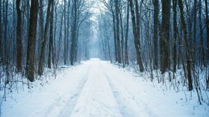 A serene winter forest wallpaper for February.