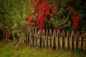 Old wooden fence in autumn with red and green leaves behind it — Fence Background