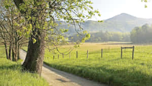Camino de grava bajo un árbol que conduce a campos verdes y montañas lejanas — Camino Fondos de pantalla